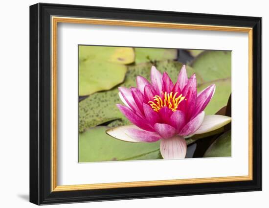 Water lilly bloom and lily pads in a pond.-Tom Haseltine-Framed Photographic Print