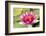 Water lilly bloom and lily pads in a pond.-Tom Haseltine-Framed Photographic Print