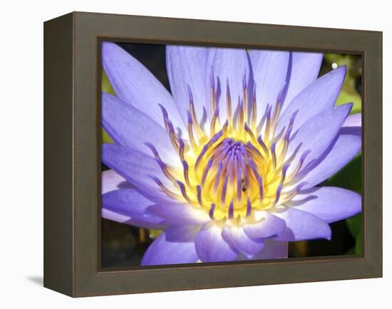 Water Lilly, Kansas, USA-Michael Scheufler-Framed Premier Image Canvas