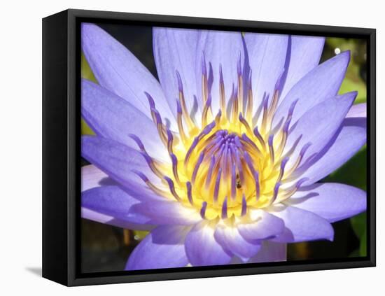 Water Lilly, Kansas, USA-Michael Scheufler-Framed Premier Image Canvas