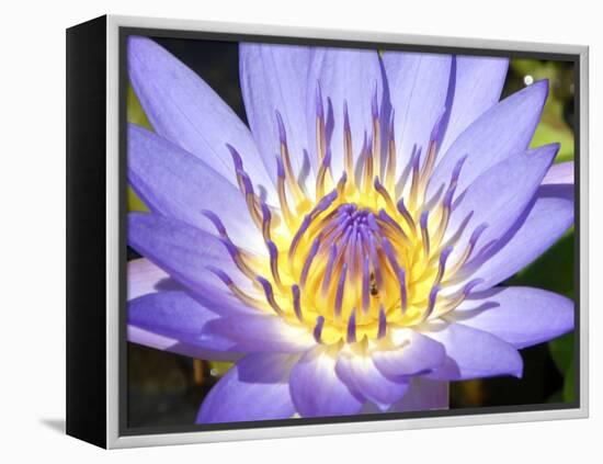 Water Lilly, Kansas, USA-Michael Scheufler-Framed Premier Image Canvas