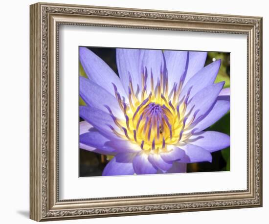 Water Lilly, Kansas, USA-Michael Scheufler-Framed Photographic Print