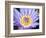 Water Lilly, Kansas, USA-Michael Scheufler-Framed Photographic Print