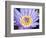 Water Lilly, Kansas, USA-Michael Scheufler-Framed Photographic Print