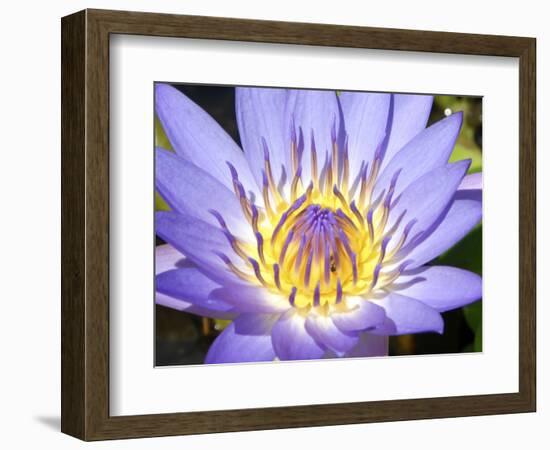 Water Lilly, Kansas, USA-Michael Scheufler-Framed Photographic Print