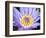 Water Lilly, Kansas, USA-Michael Scheufler-Framed Photographic Print