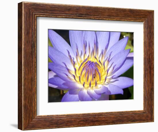 Water Lilly, Kansas, USA-Michael Scheufler-Framed Photographic Print