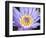 Water Lilly, Kansas, USA-Michael Scheufler-Framed Photographic Print