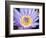 Water Lilly, Kansas, USA-Michael Scheufler-Framed Photographic Print