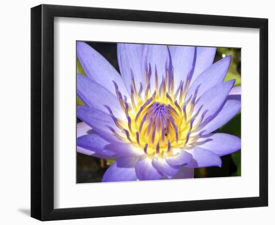 Water Lilly, Kansas, USA-Michael Scheufler-Framed Photographic Print