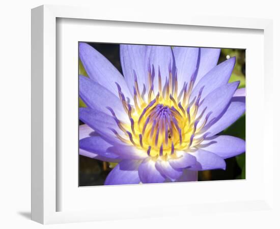 Water Lilly, Kansas, USA-Michael Scheufler-Framed Photographic Print