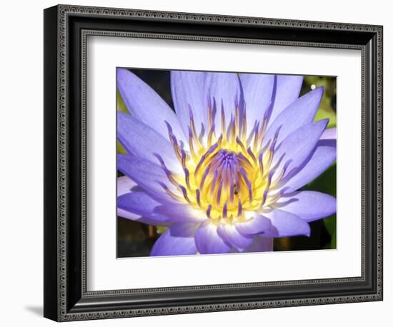 Water Lilly, Kansas, USA-Michael Scheufler-Framed Photographic Print