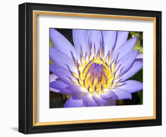 Water Lilly, Kansas, USA-Michael Scheufler-Framed Photographic Print