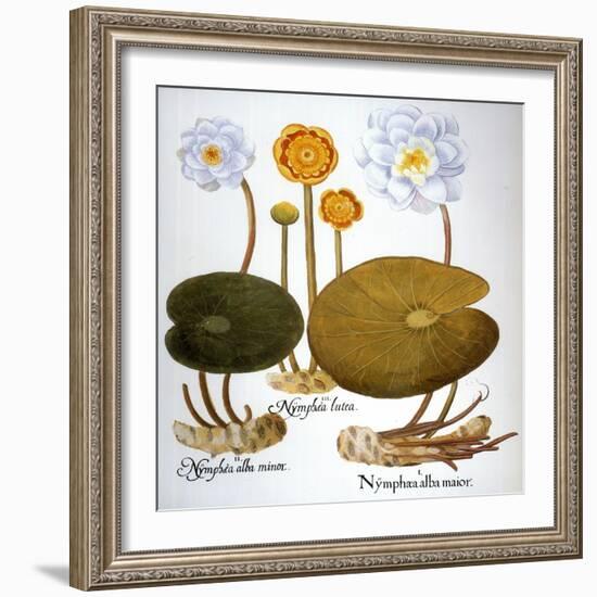 Water Lily, 1613-Besler Basilius-Framed Giclee Print