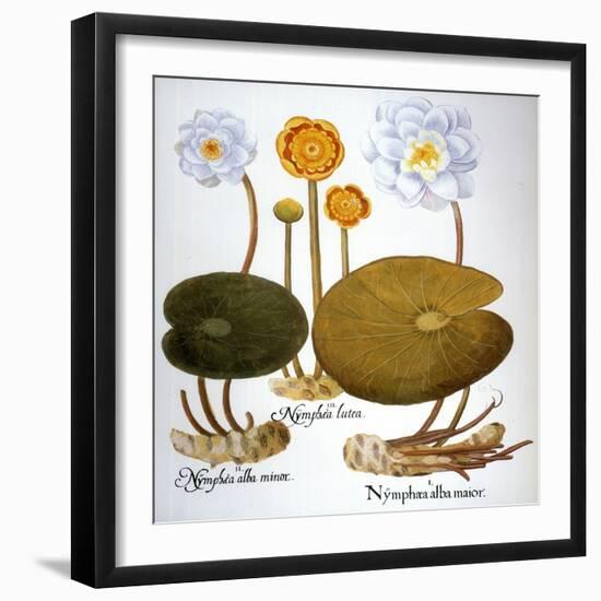 Water Lily, 1613-Besler Basilius-Framed Giclee Print