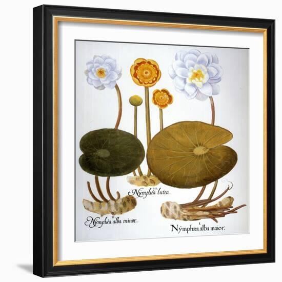 Water Lily, 1613-Besler Basilius-Framed Giclee Print