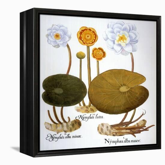 Water Lily, 1613-Besler Basilius-Framed Premier Image Canvas