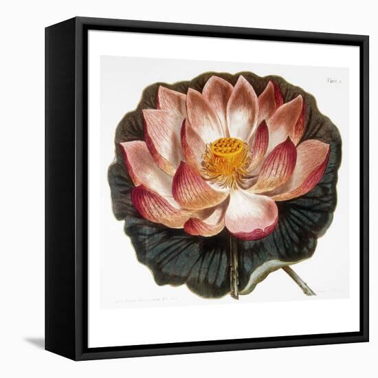 Water Lily, 1806-null-Framed Premier Image Canvas