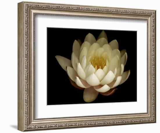 Water Lily A1: Yello & White Water Lily-Doris Mitsch-Framed Photographic Print