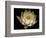 Water Lily A1: Yello & White Water Lily-Doris Mitsch-Framed Photographic Print