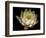 Water Lily A1: Yello & White Water Lily-Doris Mitsch-Framed Photographic Print