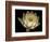 Water Lily A1: Yello & White Water Lily-Doris Mitsch-Framed Photographic Print