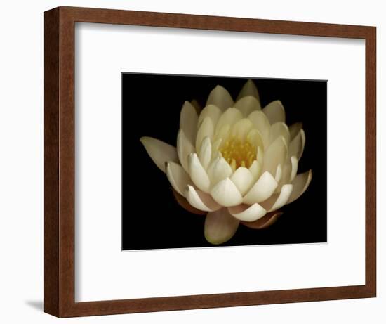 Water Lily A1: Yello & White Water Lily-Doris Mitsch-Framed Photographic Print