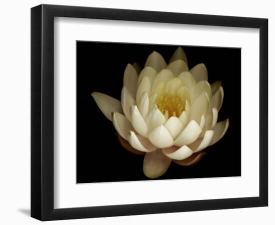 Water Lily A1: Yello & White Water Lily-Doris Mitsch-Framed Photographic Print