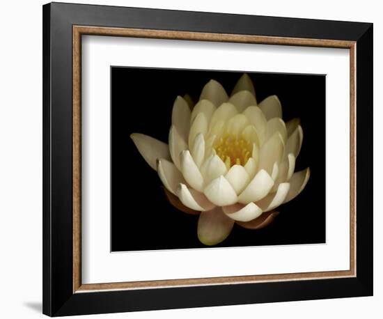 Water Lily A1: Yello & White Water Lily-Doris Mitsch-Framed Photographic Print