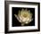 Water Lily A1: Yello & White Water Lily-Doris Mitsch-Framed Photographic Print