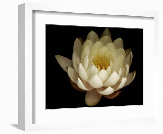 Water Lily A1: Yello & White Water Lily-Doris Mitsch-Framed Photographic Print