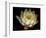 Water Lily A1: Yello & White Water Lily-Doris Mitsch-Framed Photographic Print