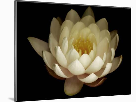 Water Lily A1: Yello & White Water Lily-Doris Mitsch-Mounted Photographic Print