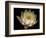 Water Lily A1: Yello & White Water Lily-Doris Mitsch-Framed Photographic Print