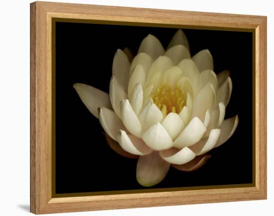 Water Lily A1: Yello & White Water Lily-Doris Mitsch-Framed Premier Image Canvas