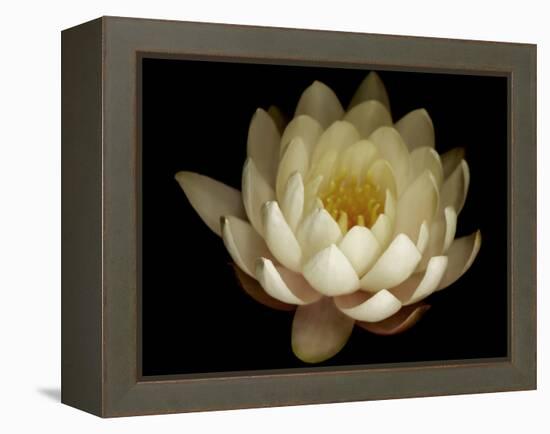Water Lily A1: Yello & White Water Lily-Doris Mitsch-Framed Premier Image Canvas