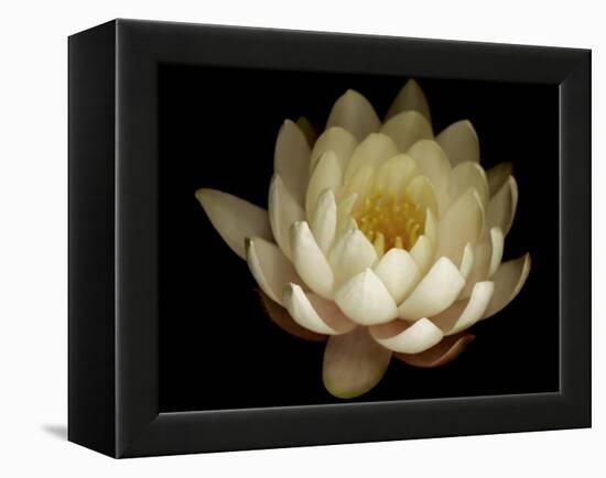 Water Lily A1: Yello & White Water Lily-Doris Mitsch-Framed Premier Image Canvas