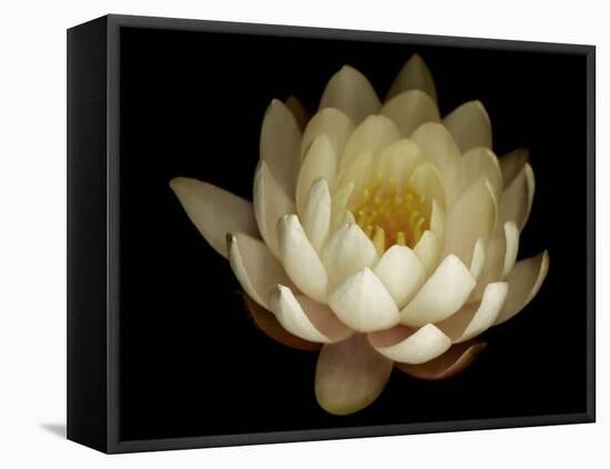 Water Lily A1: Yello & White Water Lily-Doris Mitsch-Framed Premier Image Canvas