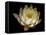 Water Lily A1: Yello & White Water Lily-Doris Mitsch-Framed Premier Image Canvas