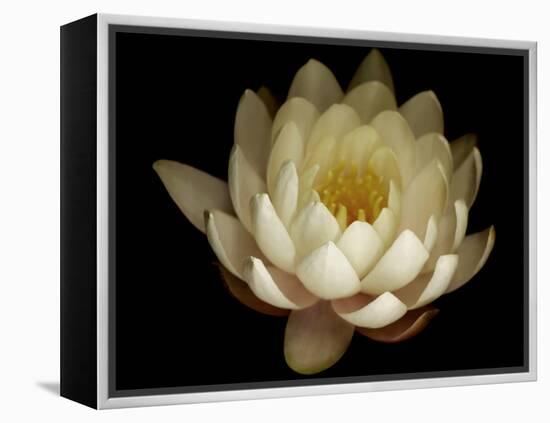 Water Lily A1: Yello & White Water Lily-Doris Mitsch-Framed Premier Image Canvas