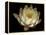 Water Lily A1: Yello & White Water Lily-Doris Mitsch-Framed Premier Image Canvas