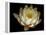 Water Lily A1: Yello & White Water Lily-Doris Mitsch-Framed Premier Image Canvas