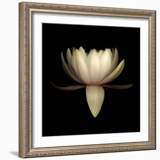 Water Lily A11: pink & white water lily-Doris Mitsch-Framed Photographic Print