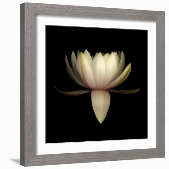 Water Lily A11: pink & white water lily-Doris Mitsch-Framed Photographic Print