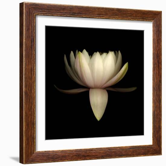 Water Lily A11: pink & white water lily-Doris Mitsch-Framed Photographic Print