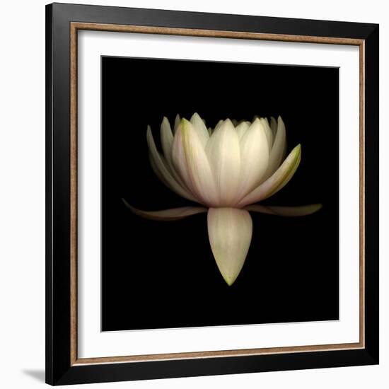 Water Lily A11: pink & white water lily-Doris Mitsch-Framed Photographic Print