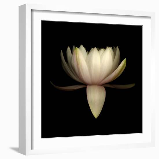 Water Lily A11: pink & white water lily-Doris Mitsch-Framed Photographic Print