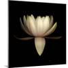 Water Lily A11: pink & white water lily-Doris Mitsch-Mounted Photographic Print