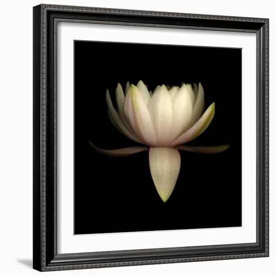 Water Lily A11: pink & white water lily-Doris Mitsch-Framed Photographic Print