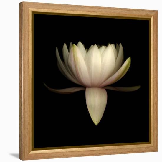 Water Lily A11: pink & white water lily-Doris Mitsch-Framed Premier Image Canvas
